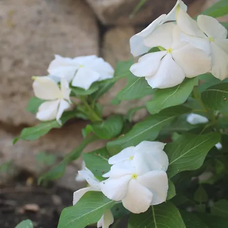 Florence House Apartment *